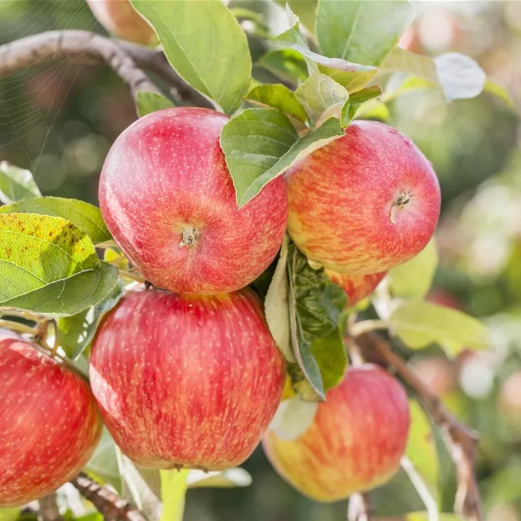 Unsere Obstbäume und -sträucher sind immer eine gute Idee