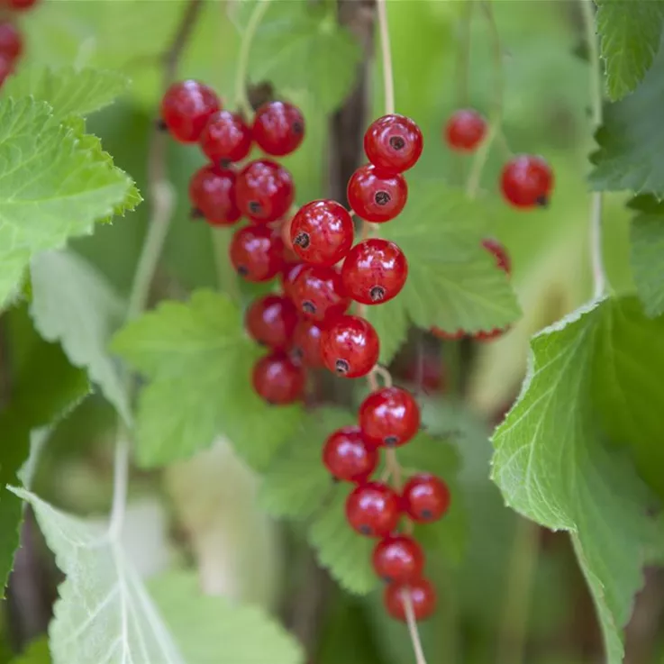 Obstbäume und -sträucher halten leckere Snacks bereit