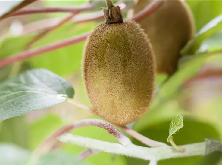 Unsere Obstbäume und -sträucher liefern leckere Snacks