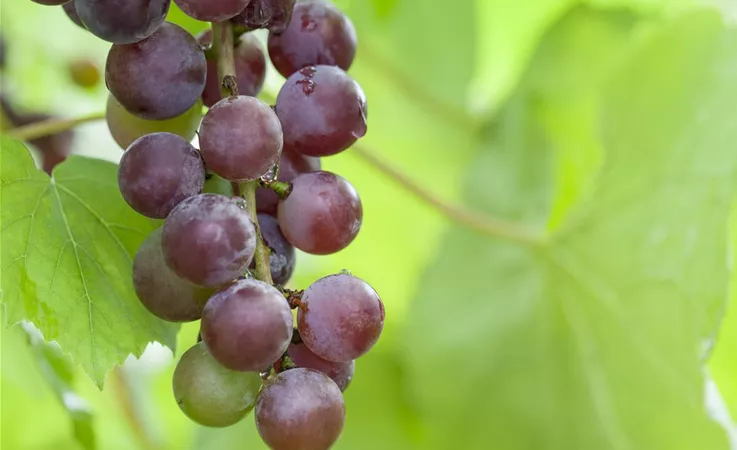 Obstbäume und -sträucher sind auch bei Tieren beliebt