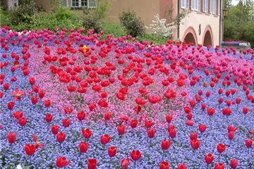 Gartenjahr voller Blüten – Blumenzwiebeln für jede Jahreszeit Gartenjahr voller Blüten – Blumenzwiebeln für jede Jahreszeit
