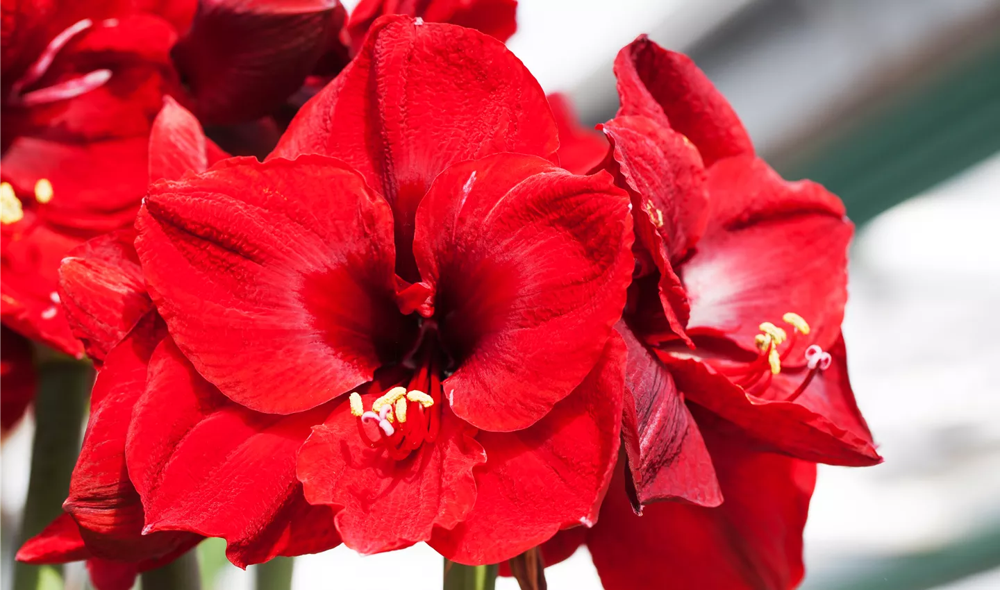 Hippeastrum 'Grand Diva'