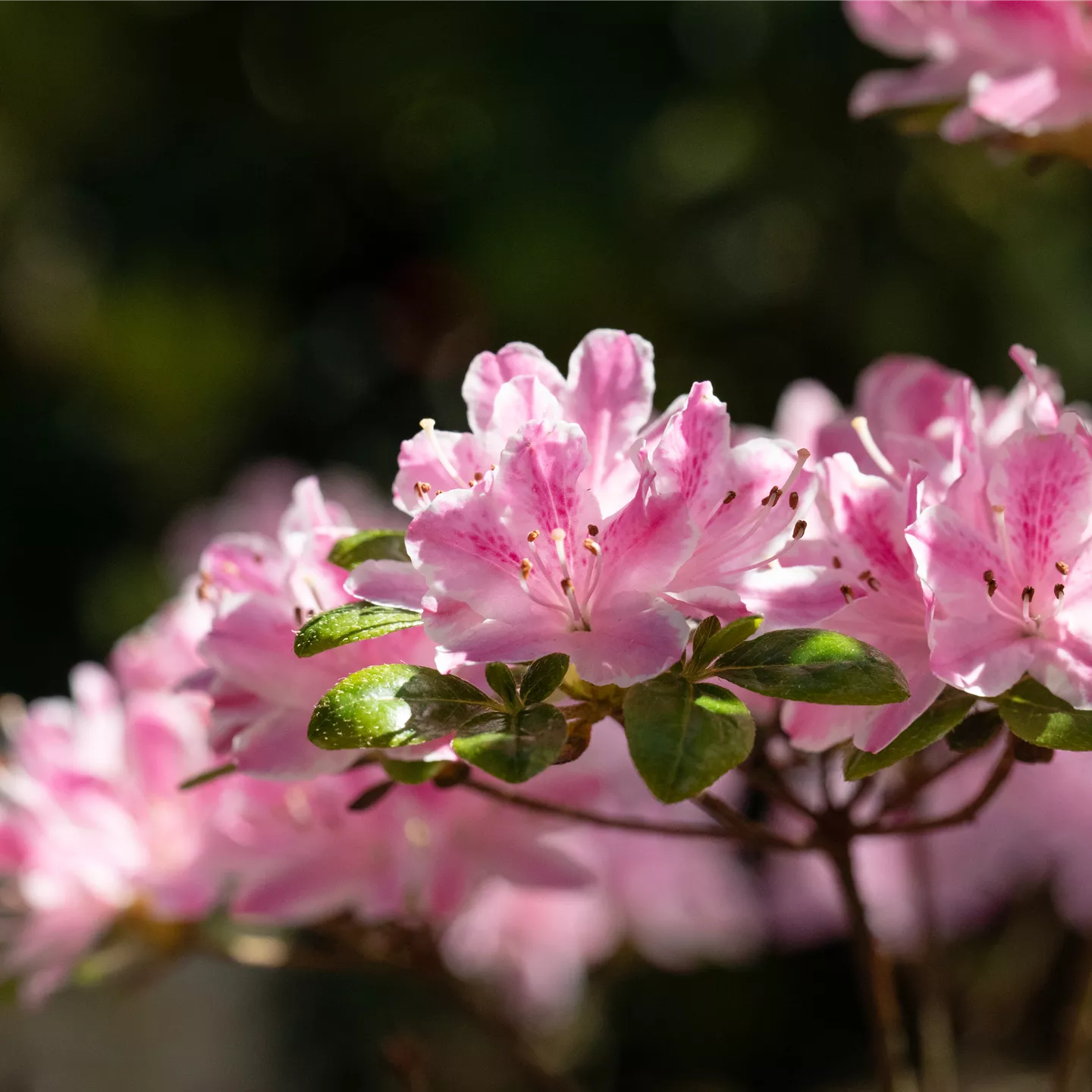 Rhododendron obtusum, rosa