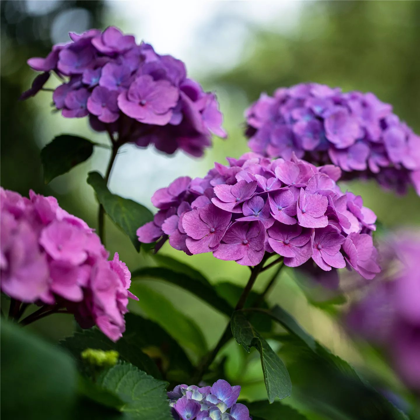 Hydrangea macrophylla, purpurviolett