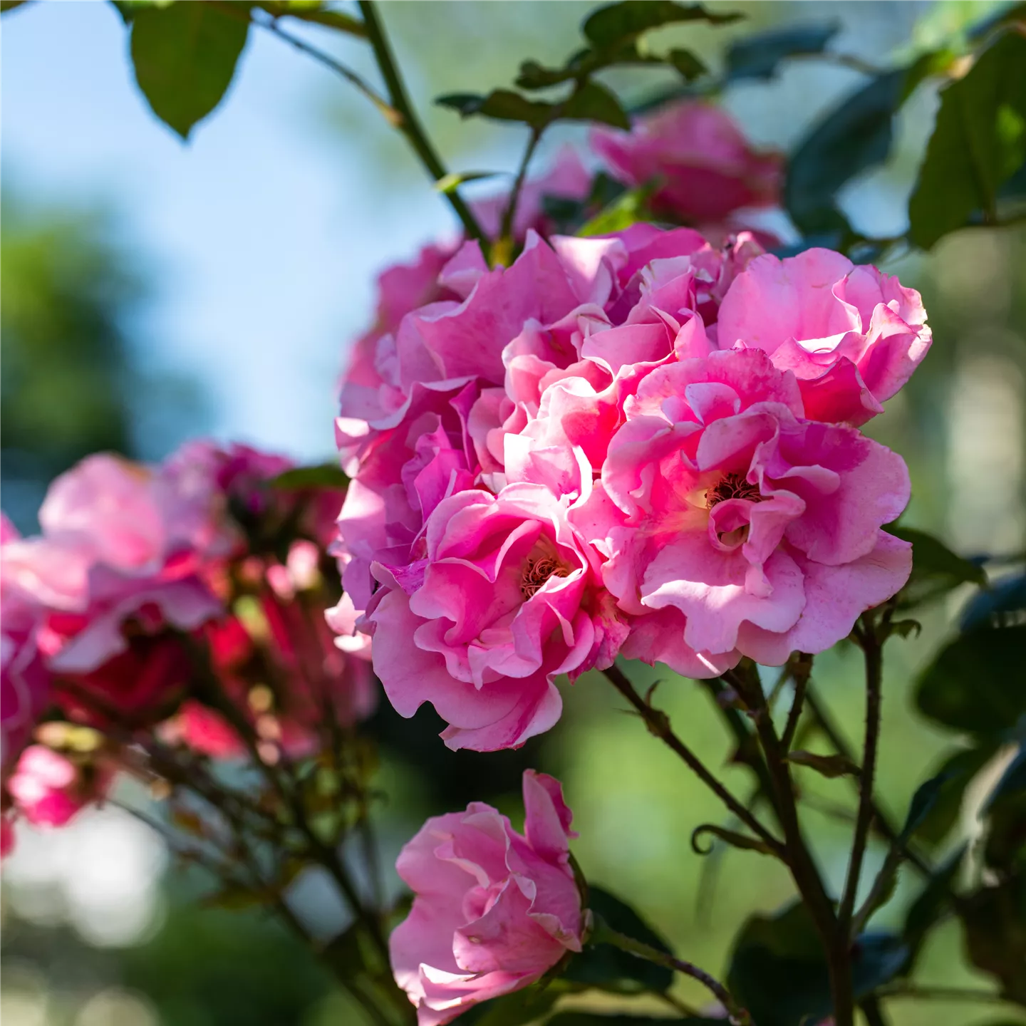 Rosa 'Mevrouw van Straaten van Nes'