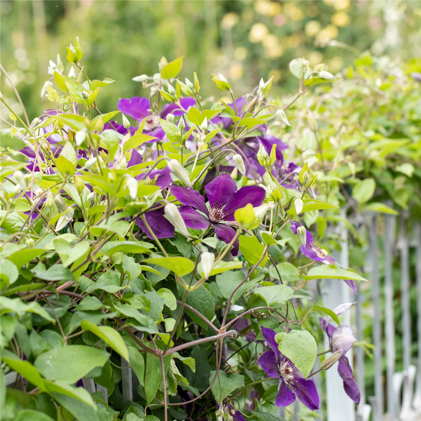 Clematis 'Jackmanii'