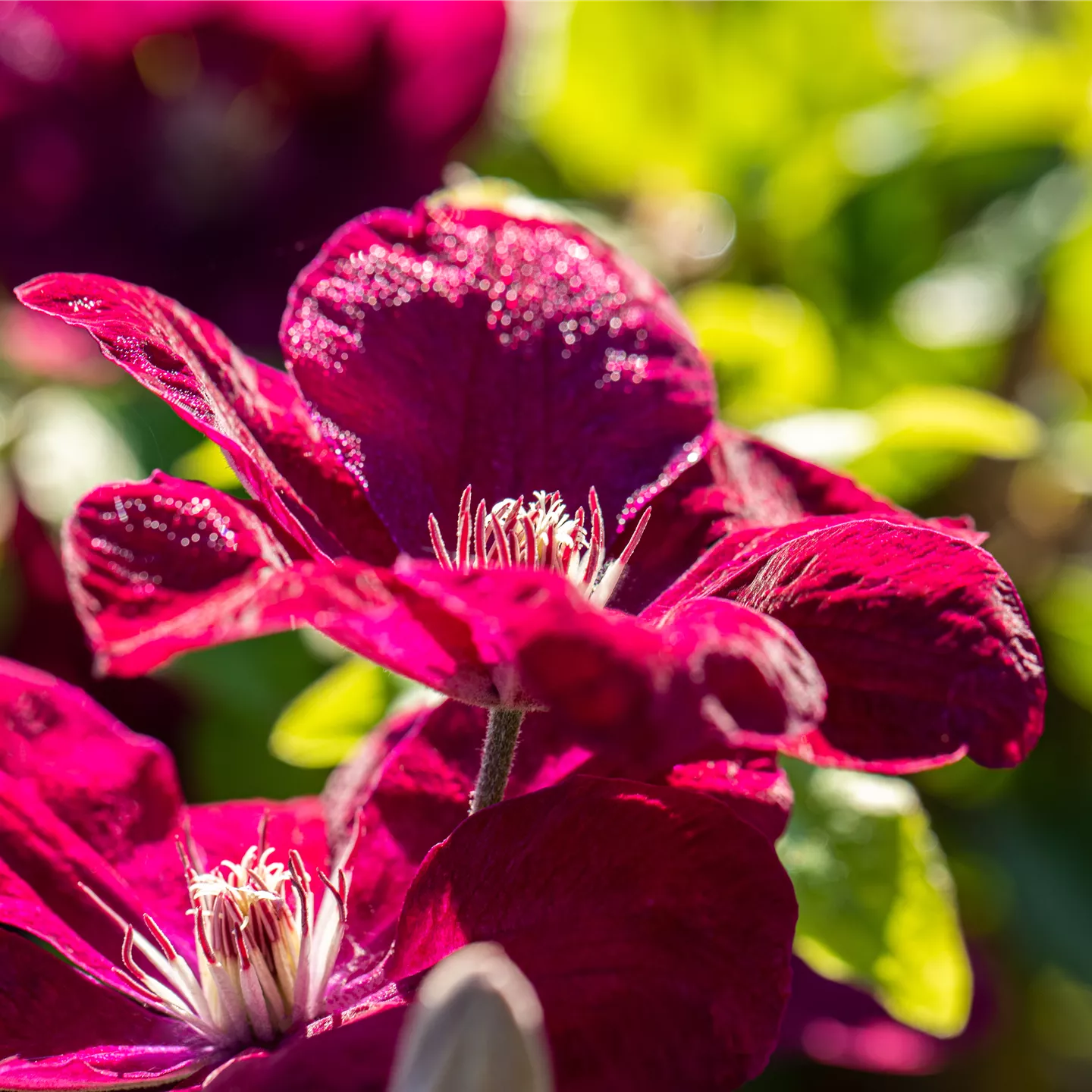 Clematis 'Rouge Cardinal'