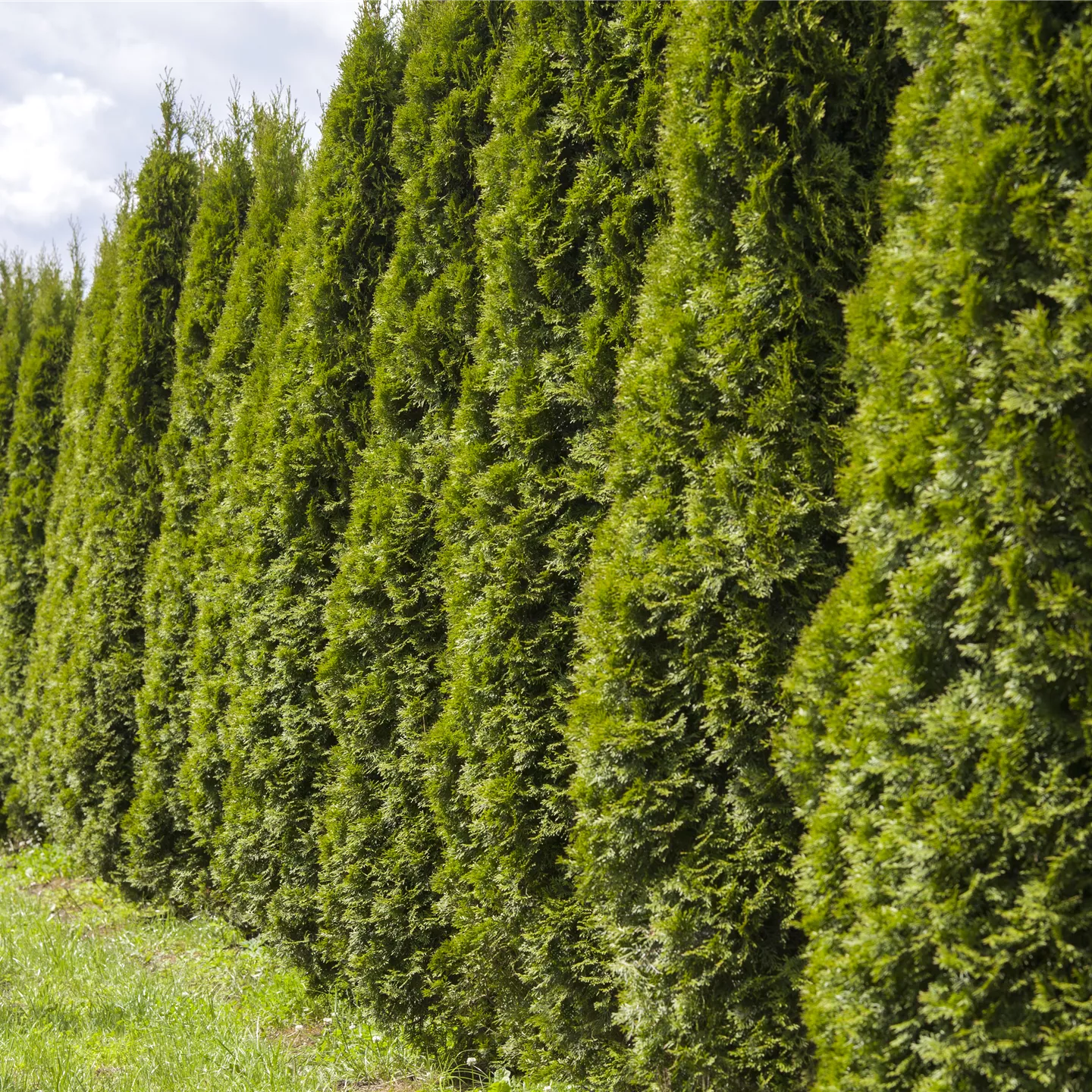 Thuja occidentalis 'Smaragd'