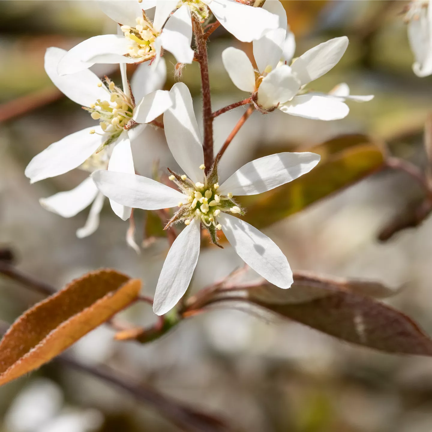 Amelanchier lamarckii