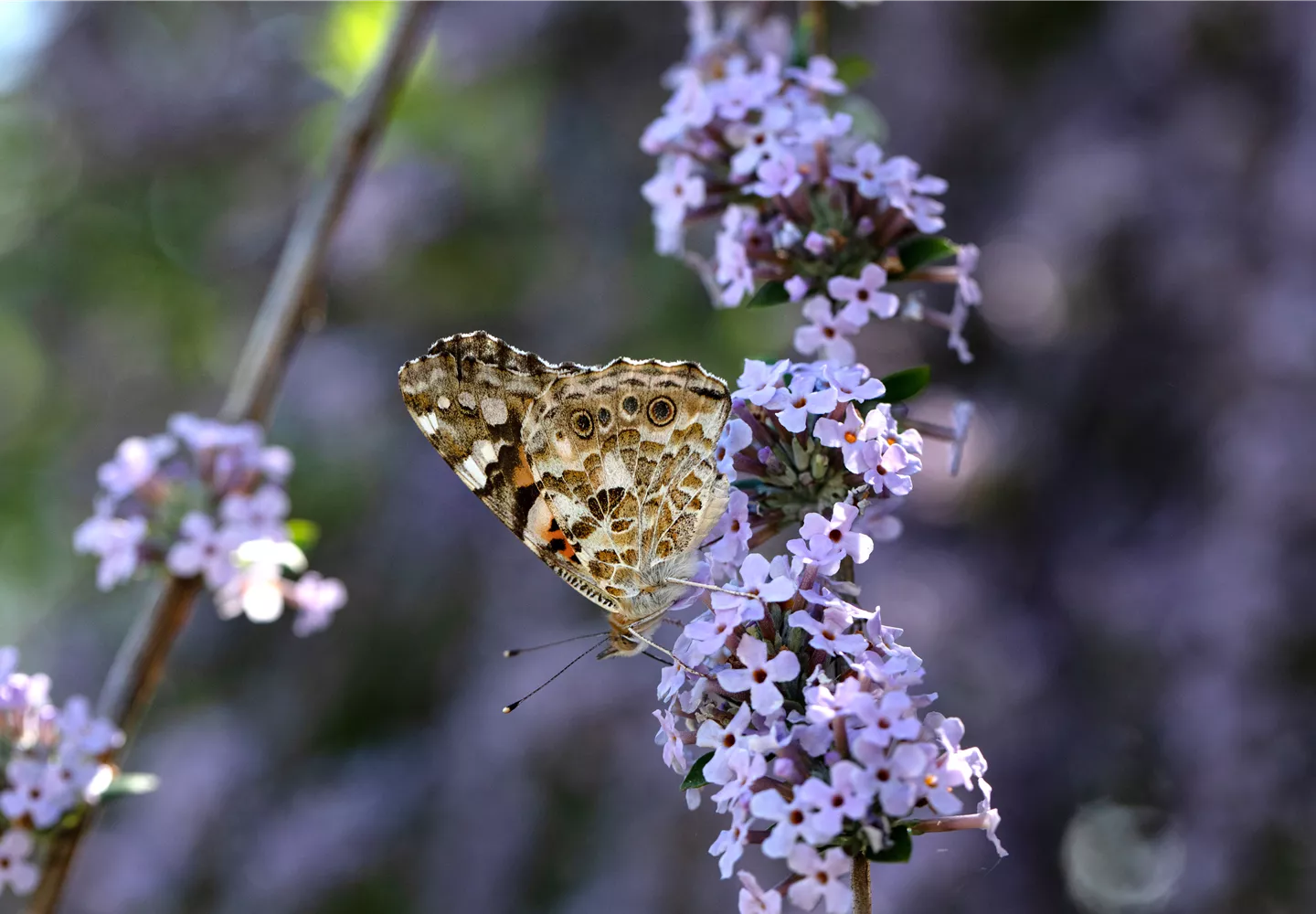 Schmetterling auf Sommerflieder