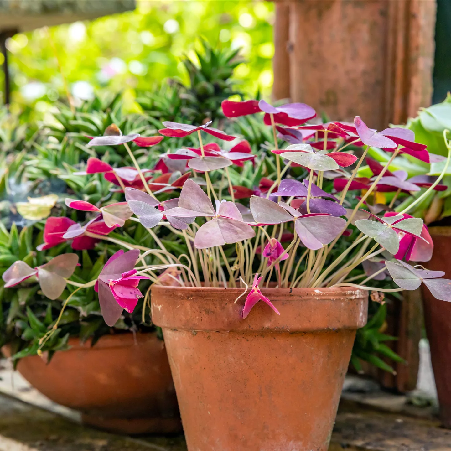 Oxalis triangularis subsp. papilionacea