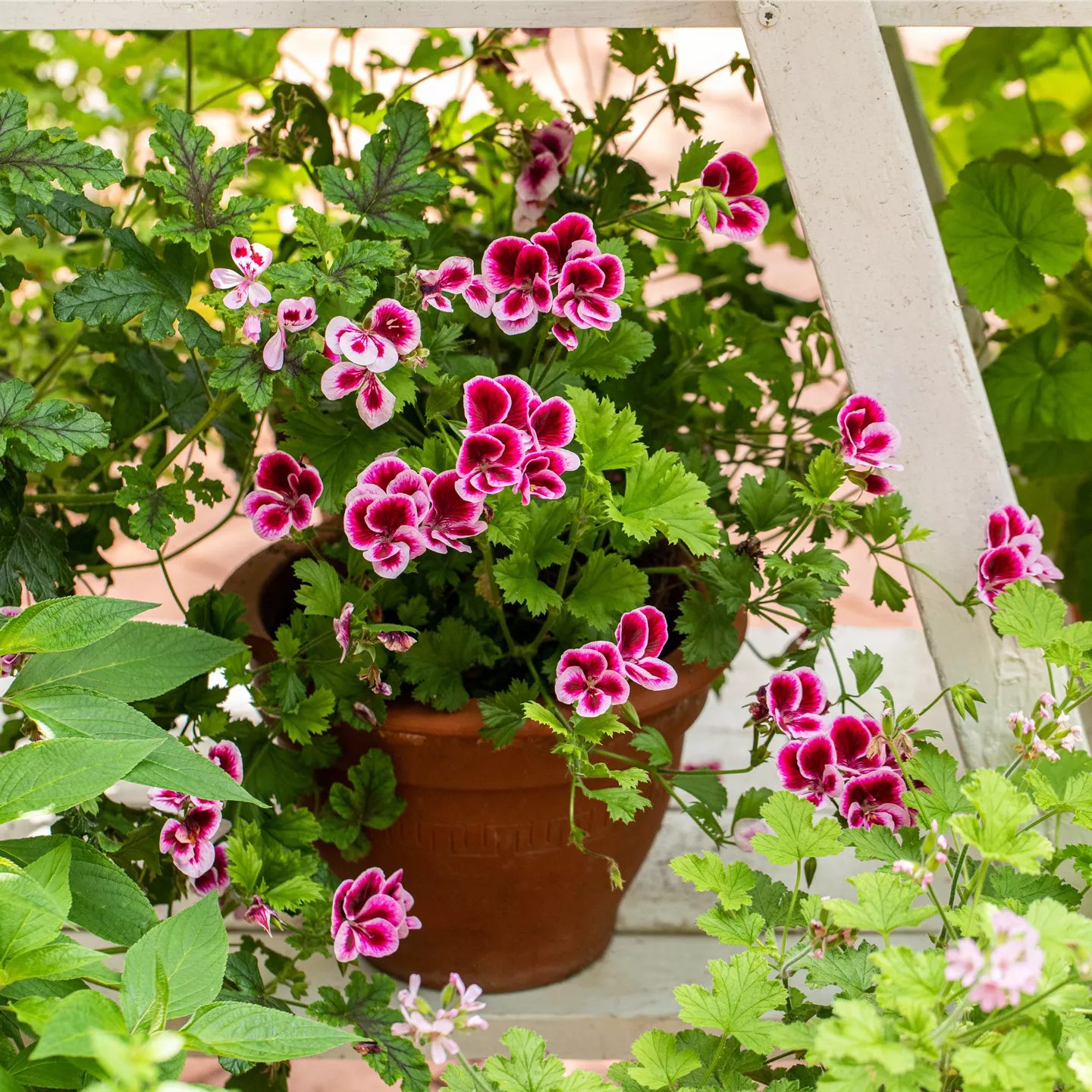 Pelargonium crispum