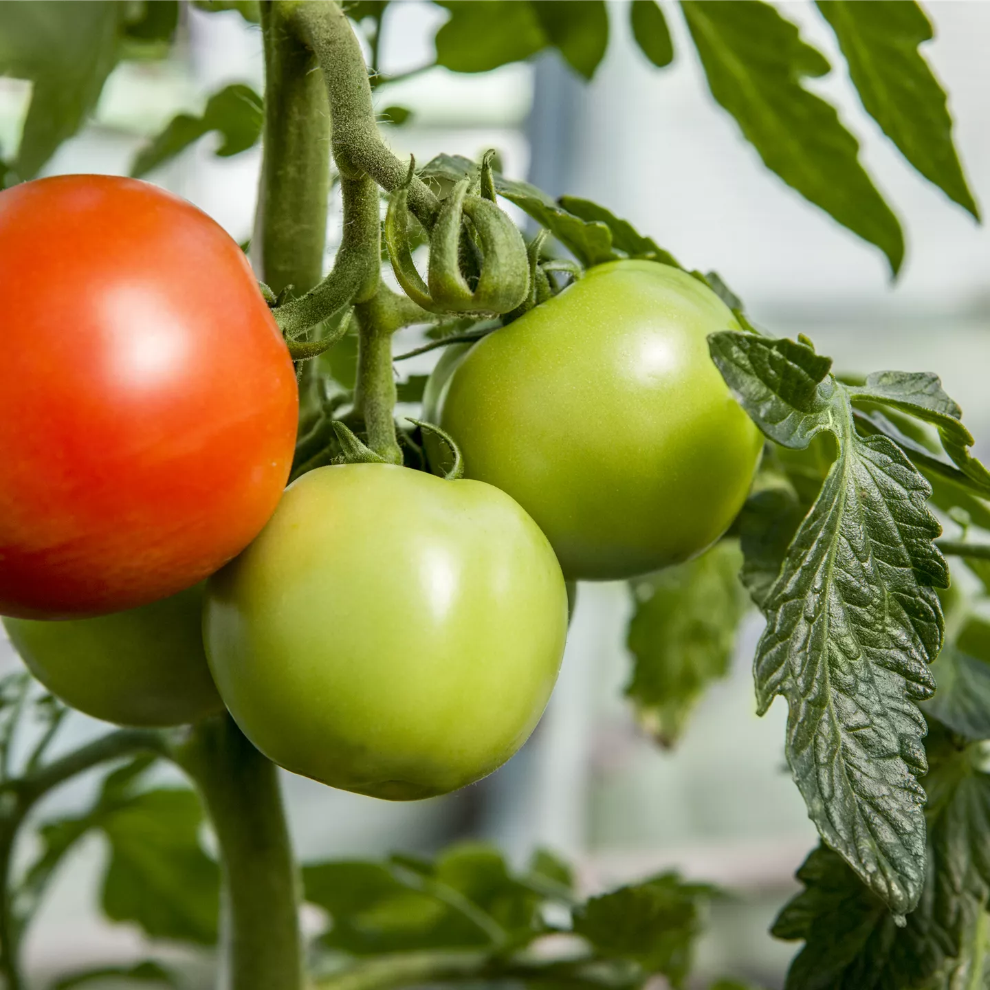 Solanum lycopersicum 'Cristal'