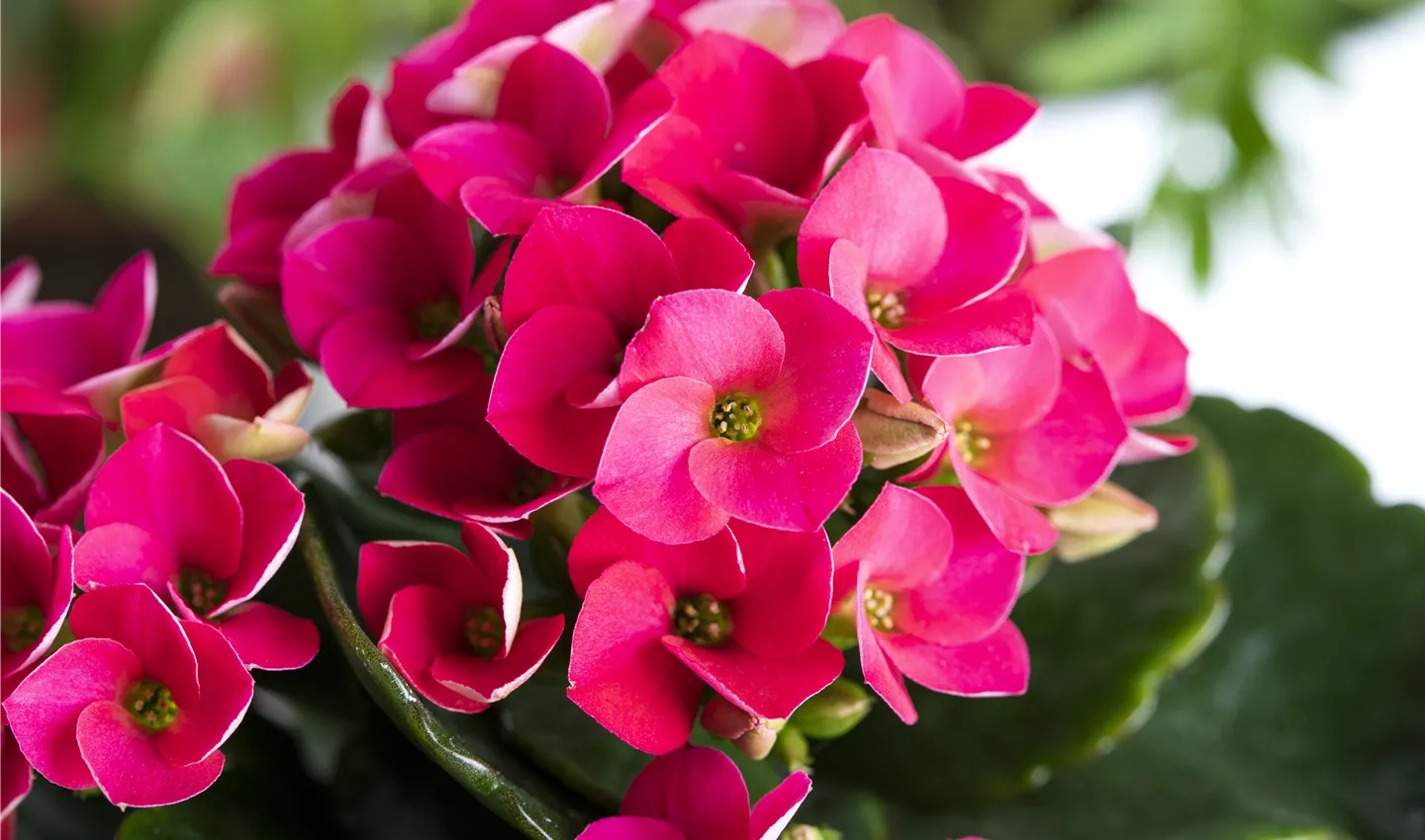 Kalanchoe blossfeldiana, pink