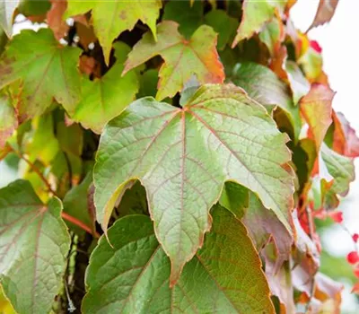 Parthenocissus tric.'Veitchii' Parthenocissus tric.'Veitchii'