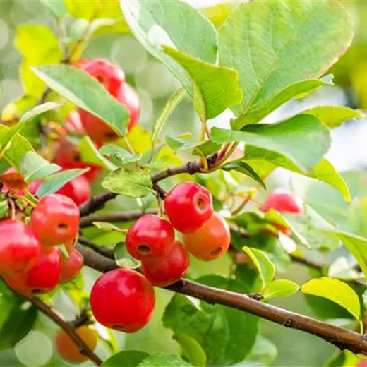 Malus 'Evereste' -R- Malus 'Evereste' -R-
