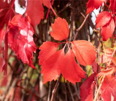 Parthenocissus quinquefolia 'Engelmannii' Parthenocissus quinquefolia 'Engelmannii'