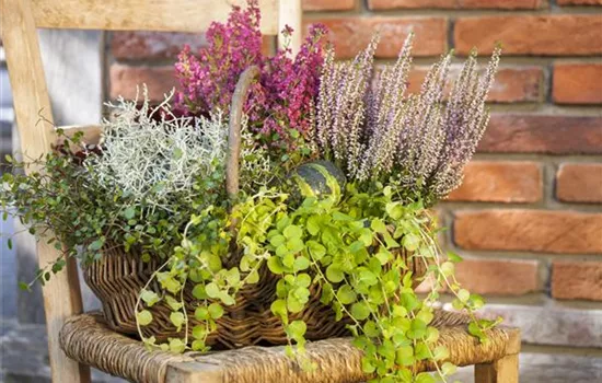 Wie der Balkon im Winter zum blühenden Pflanzenparadies wird Wie der Balkon im Winter zum blühenden Pflanzenparadies wird