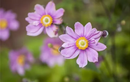 Anemonen bereichern Ihren Garten Anemonen bereichern Ihren Garten