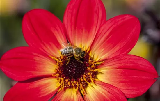 Dahlien – die Blühwunder im Hochsommer Dahlien – die Blühwunder im Hochsommer