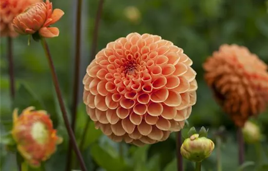 Dahlien vorziehen Dahlien vorziehen