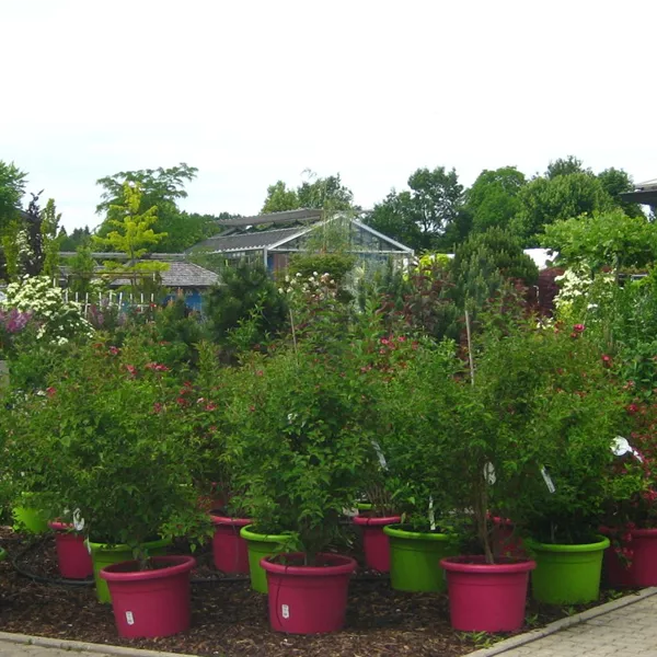 pflanzen-kaufen-bei-garten-sauer-murnau (2).jpg