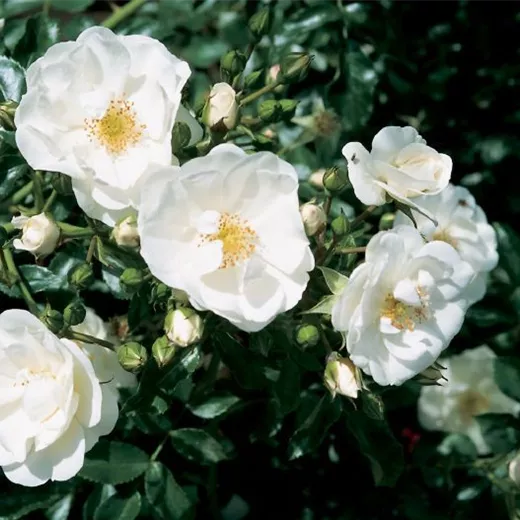 Rosa 'Innocencia' -R- BT Rosa 'Innocencia' -R- BT