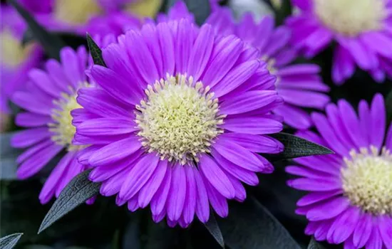 Astern – Die Stars in Ihrem Garten Astern – Die Stars in Ihrem Garten