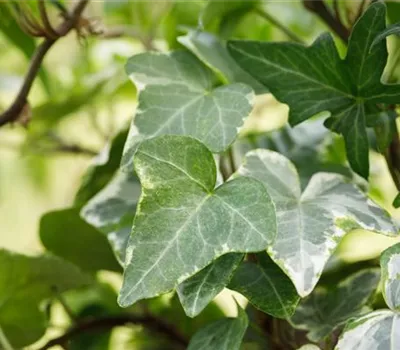 Hedera helix 'Kolibri' Hedera helix 'Kolibri'