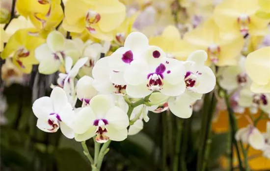Orchideen: Freilandaufenthalt im Sommer Orchideen: Freilandaufenthalt im Sommer