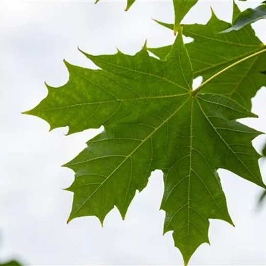 Acer platanoides 'Globosum' Acer platanoides 'Globosum'