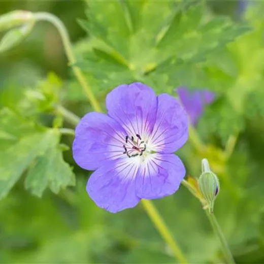 Geranium wallichianum 'Rozanne' -R- Geranium wallichianum 'Rozanne' -R-