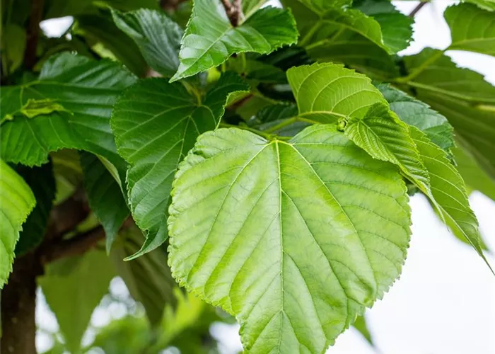 Tilia cordata Tilia cordata