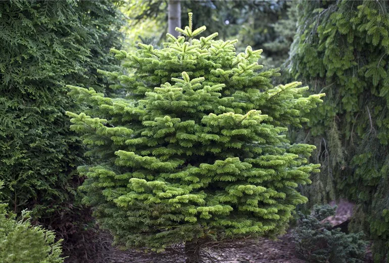 Abies nordmanniana 'Golden Spreader' Abies nordmanniana 'Golden Spreader'