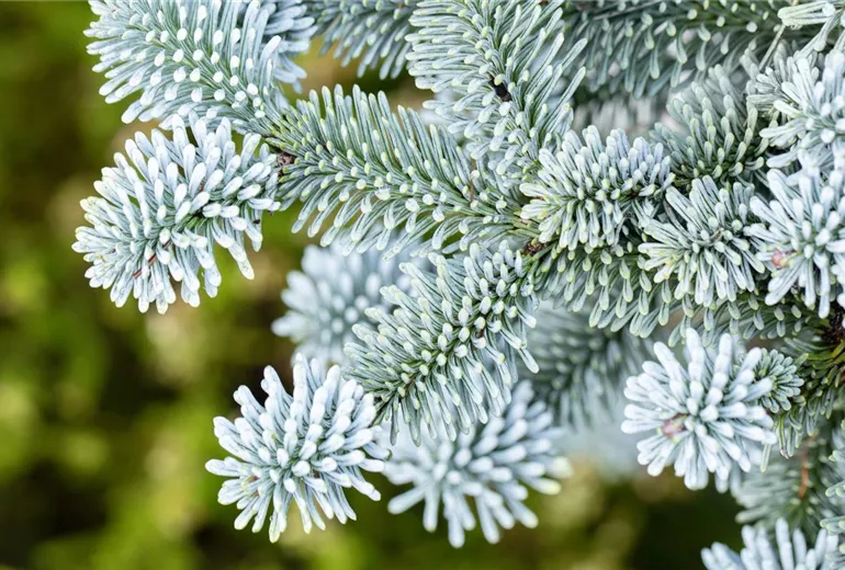 Abies procera 'Blaue Hexe' Abies procera 'Blaue Hexe'