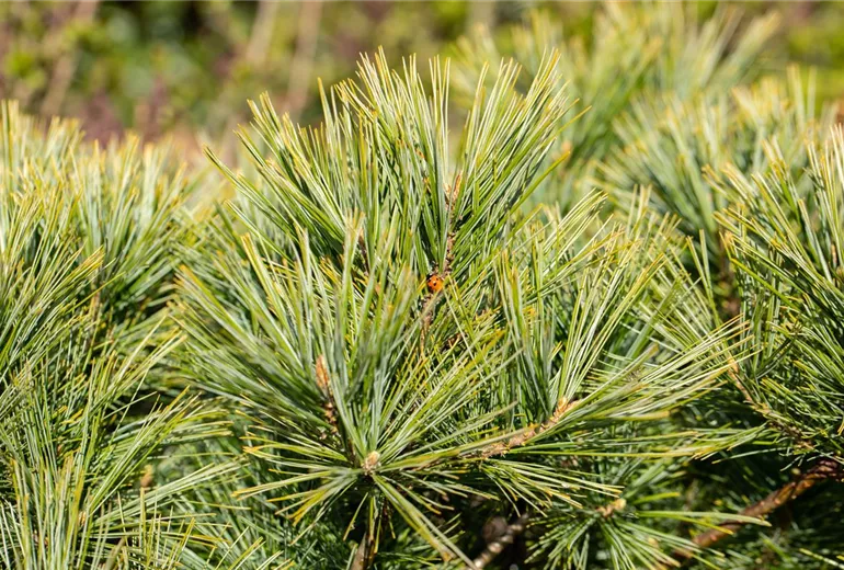 Pinus strobus 'Minima' Pinus strobus 'Minima'
