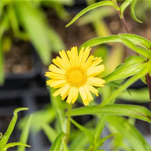 Buphthalmum salicifolium Buphthalmum salicifolium