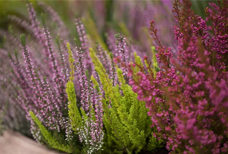 Heide Arrangement Heide Arrangement