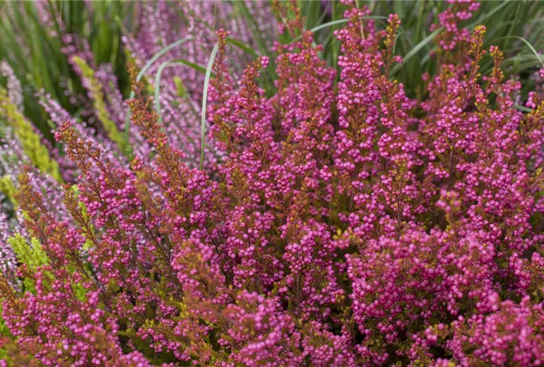 Heide Arrangement Heide Arrangement