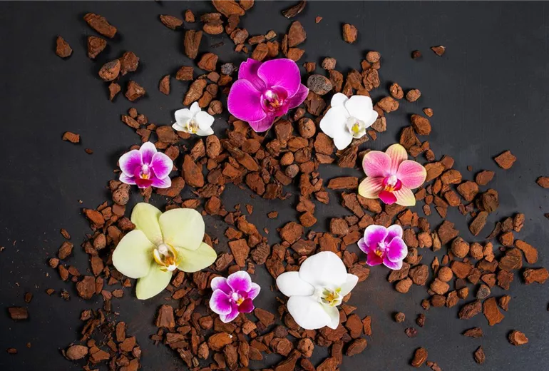 Orchidaceae Orchidaceae