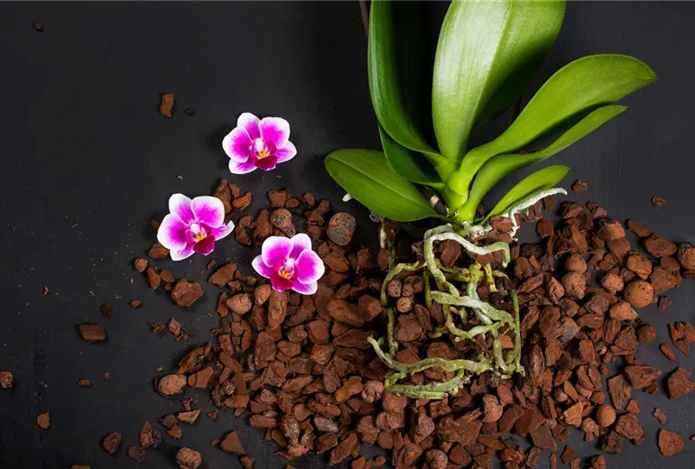 Orchidaceae Orchidaceae