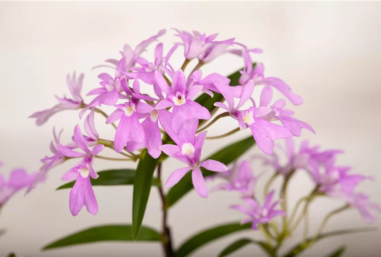 Oerstedella 'Panama' Oerstedella 'Panama'