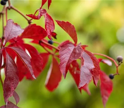 Parthenocissus quinquefolia Parthenocissus quinquefolia