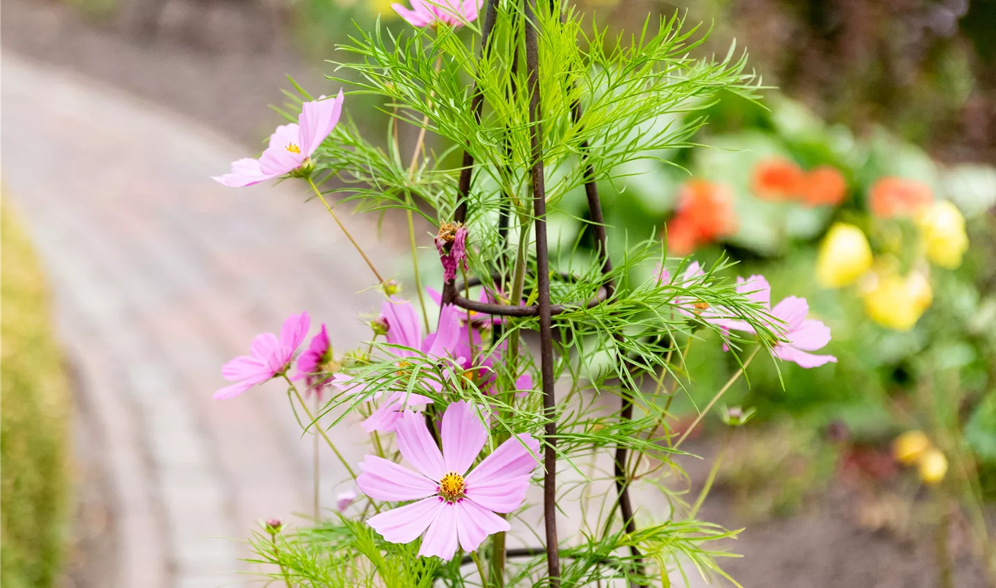 Eine Rankhilfe eignet sich für Clematis besonders gut