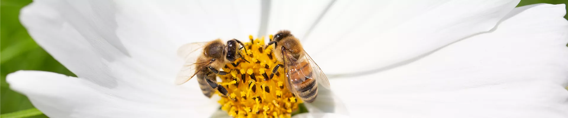 Bienen in Blüte Bienen in Blüte